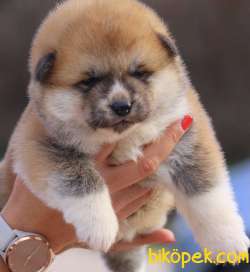 Akita Inu 2