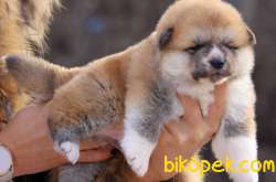 Akita Inu 3