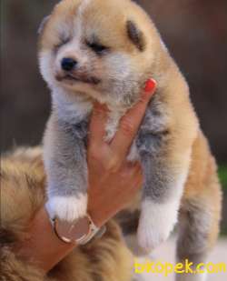 Akita Inu 4