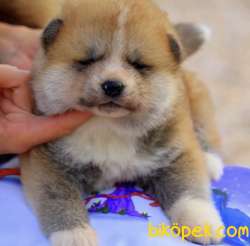 Akita Inu 1
