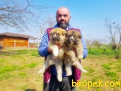 (HAÇİKO) AKİTA İNU YAVRULARI 2
