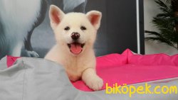 Akita Inu Yavruları 3