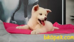 Akita Inu Yavruları 1