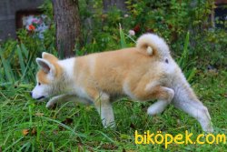 Akita Inu Yavruları 5