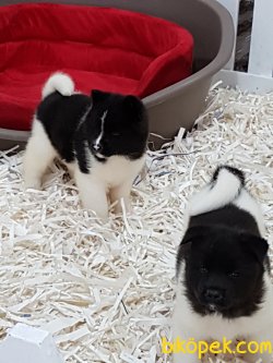 AKİTA INU YAVRULARI 1