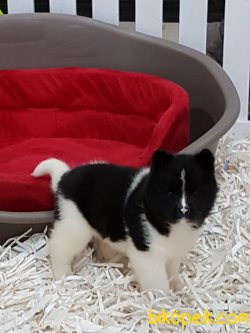 AKİTA INU YAVRULARI 2