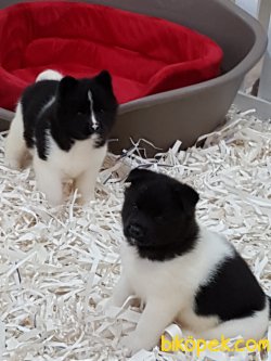 AKİTA INU YAVRULARI 3