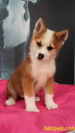 AKITA INU YAVRULARI 4