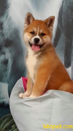AKITA INU YAVRULARI 3