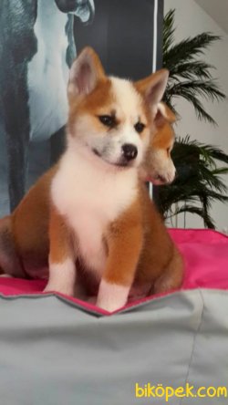 AKITA INU YAVRULARI 1