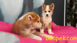 AKITA INU YAVRULARI 5