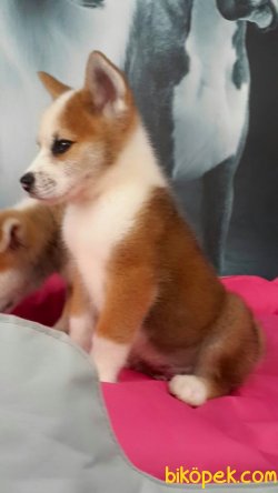 AKITA INU YAVRULARI 2