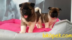 AKITA INU YAVRULARI 1