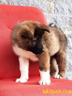 AKİTA INU YAVRULARI 5