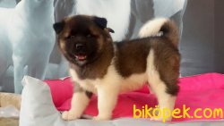 AKİTA INU YAVRULARI 2