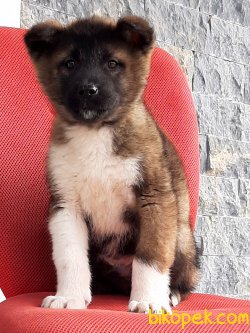 AKİTA INU YAVRULARI 4