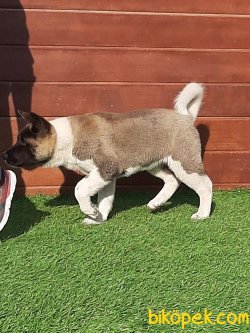 Akita Inu Yavruları 3