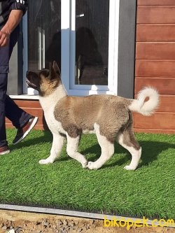 Akita Inu Yavruları 1