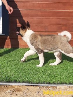 Akita Inu Yavruları 2