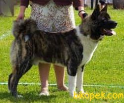 Akita Inu Yavruları 1