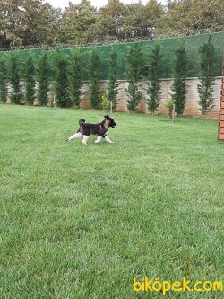 Akita Inu Yavruları 2