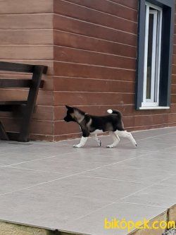 Akita Inu Yavruları 3