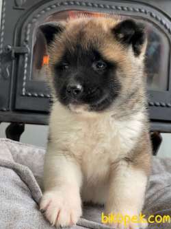 En Asil Ve Güzel Irk American Akita  Inu Yavruları