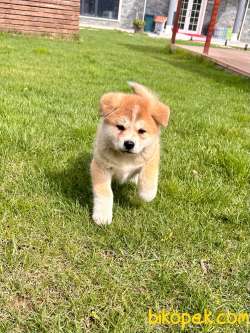 Akita  Inu Yavruları  Üst Kalite 5