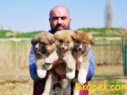 AKİTA İNU YAVRULARIMIZ 5
