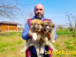 AKİTA İNU YAVRULARIMIZ 2