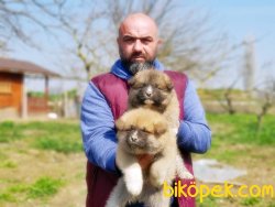 AKİTA İNU YAVRULARIMIZ 3