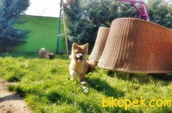Akita Inu Yavrularımız 1
