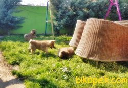 Akita Inu Yavrularımız 3