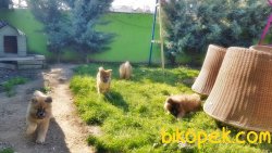 Akita Inu Yavrularımız 4