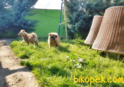 Akita Inu Yavrularımız 2