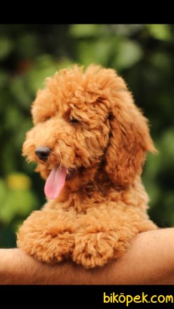 Akkuş Üretim Çiftliğinden Toy Poodle 1