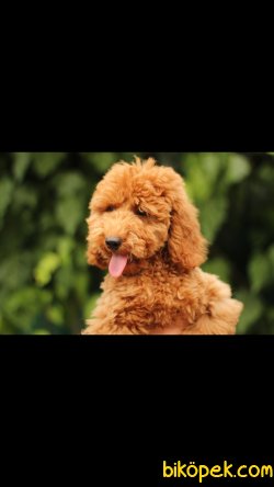 Akkuş Üretim Çiftliğinden Toy Poodle 5