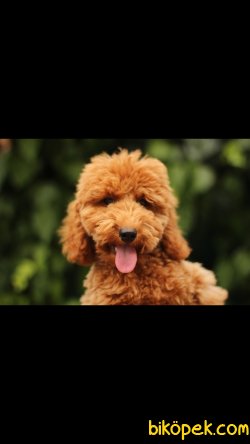 Akkuş Üretim Çiftliğinden Toy Poodle 2