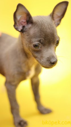 Akkuş Üretim Çiftliğinden Yavru Chihuahua 2