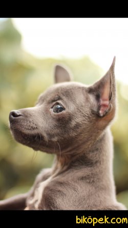 Akkuş Üretim Çiftliğinden Yavru Chihuahua 4