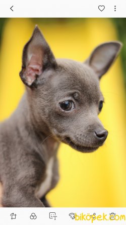 Akkuş Üretim Çiftliğinden Yavru Chihuahua 5