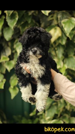 AKKUŞ ÜRETİM ÇIFTLIĞINDEN YAVRU HAVANESE TERİER 3