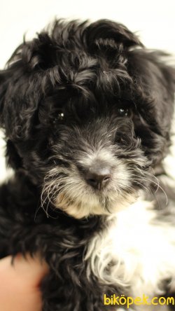 AKKUŞ ÜRETİM ÇIFTLIĞINDEN YAVRU HAVANESE TERİER 1