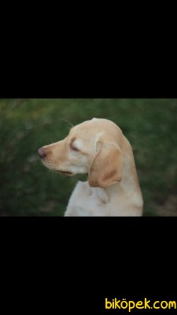 Akkuş Üretim Çiftliğinden Yavru Labrador Retriever 3