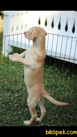 Akkuş Üretim Çiftliğinden Yavru Labrador Retriever 2