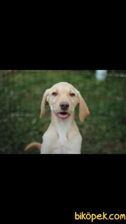 Akkuş Üretim Çiftliğinden Yavru Labrador Retriever 4