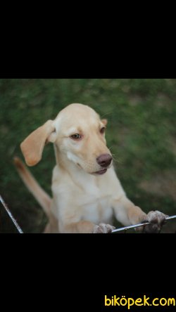 Akkuş Üretim Çiftliğinden Yavru Labrador Retriever 1