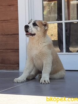 Alabai Yavruları 2