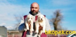 ALABAY YAVRULARI TESLİME HAZIRLAR 4