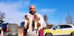 ALABAY YAVRULARI TESLİME HAZIRLAR 2
